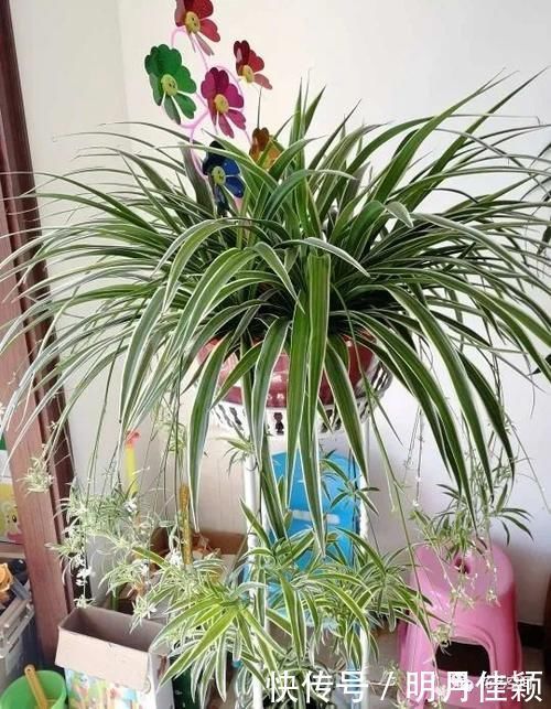 君子兰发财树天竺葵三角梅|这5种懒人方法,养君子兰发财树天竺葵三角梅都行,养花人需知