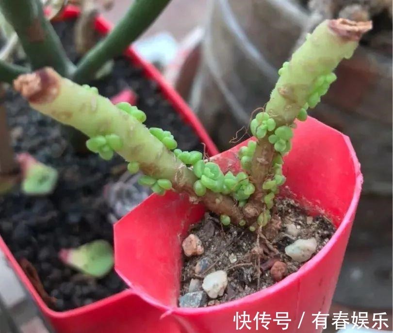 玛格丽特|现在养花要重剪,剃光头,撸光叶,越狠越爆盆