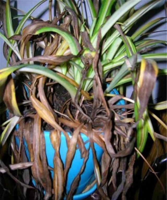 黄叶|夏天有12种花“晒不得”,见了“强光”就黄叶,挪个地方长得好