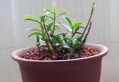 山里有种救命仙草,现在可以盆栽种在家,你了解过嘛