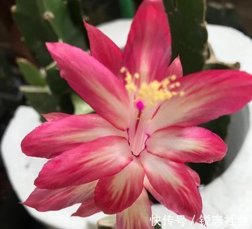 营养物质|养蟹爪兰,给它喝点这酸水,不仅护根壮芽,花开还四季不断