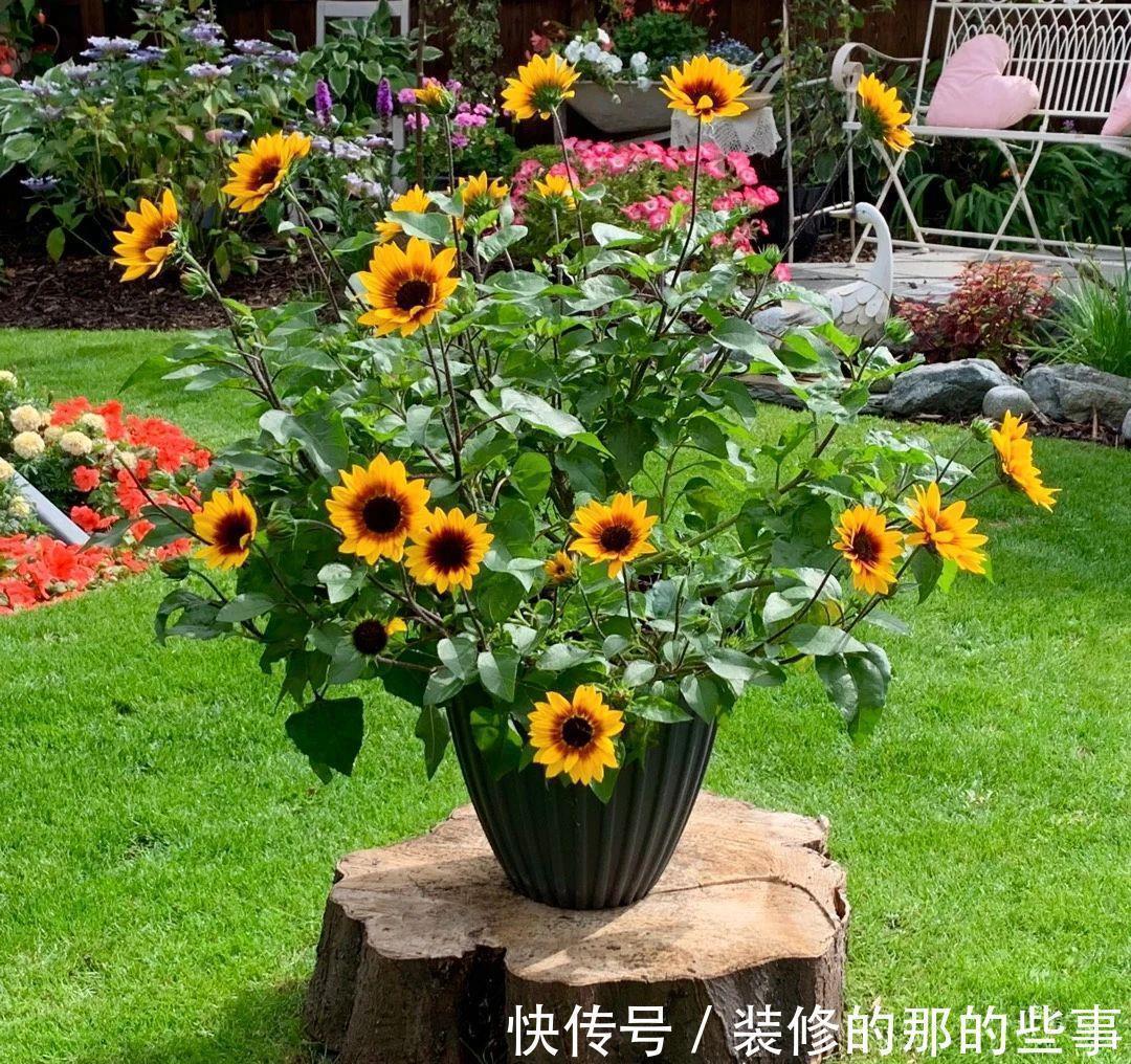 光辉岁月|5种“漂亮花”,40度高温依然爆花球,开花200天,越热花越多