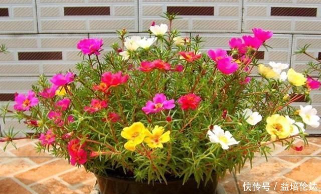 养一盆全年有花看,这“3种花”很热潮,好看又好养,关键花苞多
