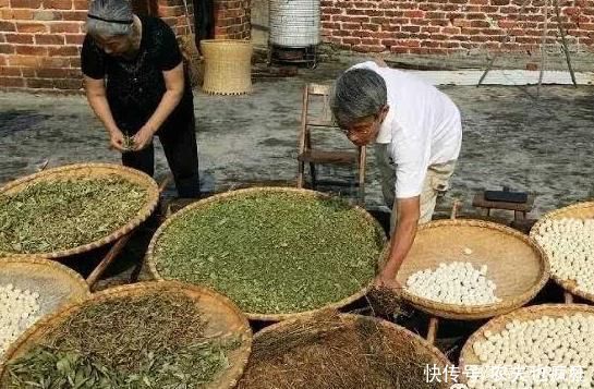 辣椒|辣蓼草比辣椒还辣,却是做酒曲不可少的原材料,附酒曲制作方法