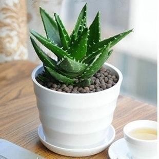 4种厚脸皮花,不能长成高个子,一长高就剪,越剪越健康