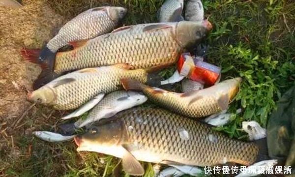 钓位|野钓的几类绝佳钓位,一年四季都可以钓到鱼