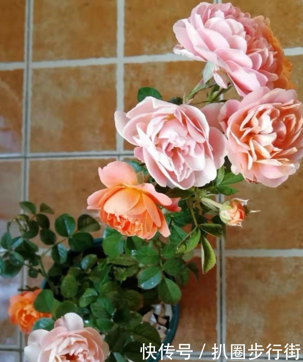 你的那些盆栽月季长得如何?