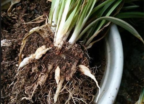  营养|吊兰，是喜阴还是喜光，很多人都弄反了，难怪养不好