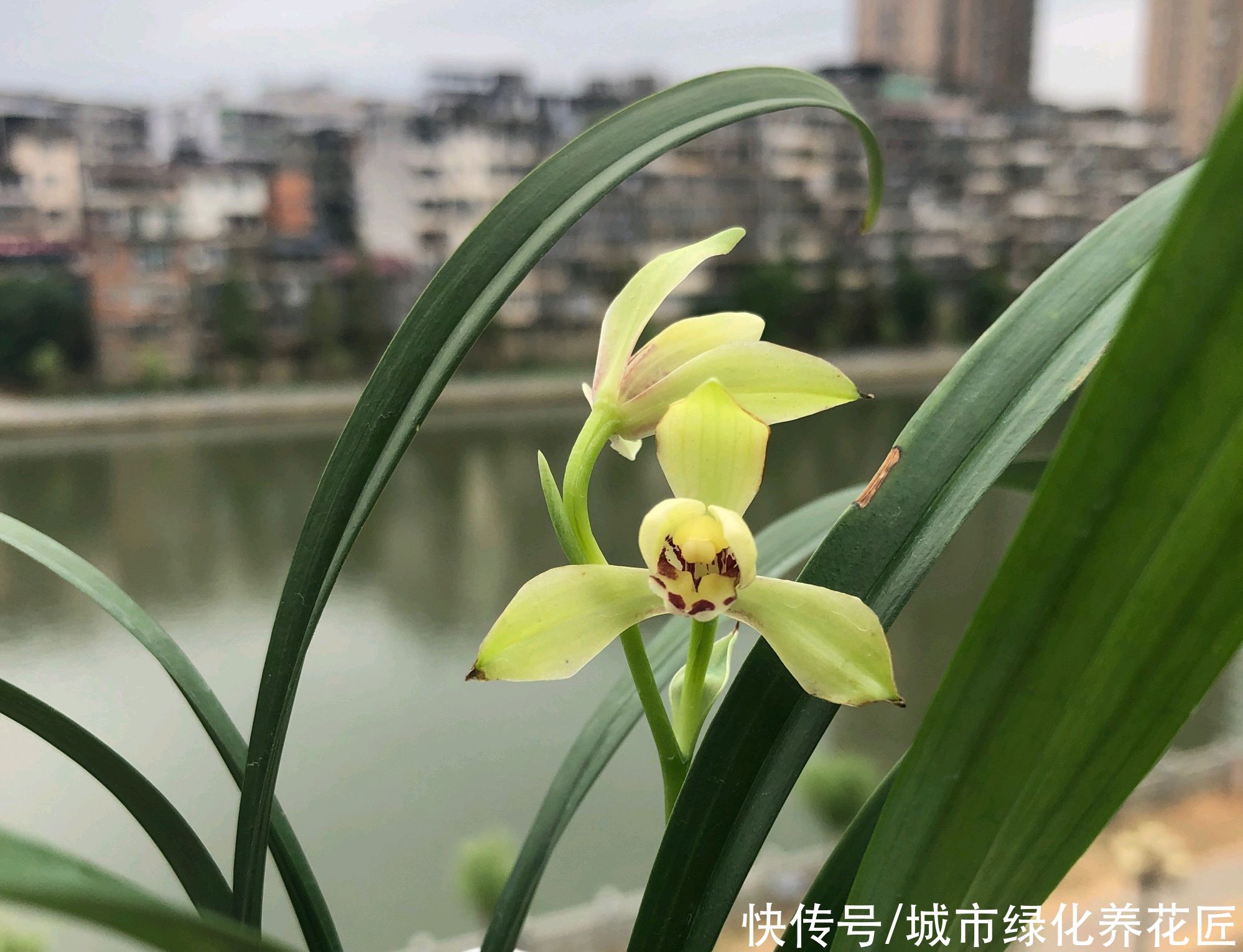 韭菜|3年的兰花养成了爆盆韭菜，有必要给兰花分苗换盆吗？