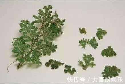 旧物|旧物改造,废弃奶粉罐巧变铁皮小盆栽