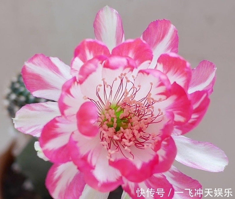 发财树|需要“穷养”的6种花,用小盆、旱着它,少管一些长得更好