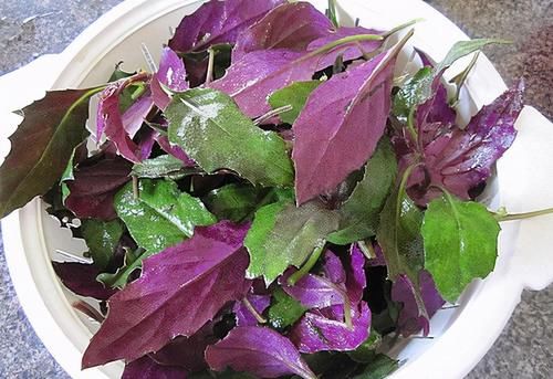 肌肤|夏天养生很重要，吃以下食物，调胃健脾、降压减脂，肌肤更好