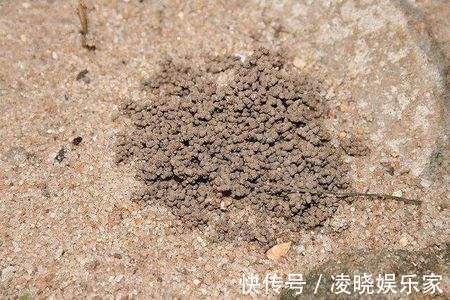 营养土|野外捡点这种怪土,碾碎撒花盆里,全都长到停不下!