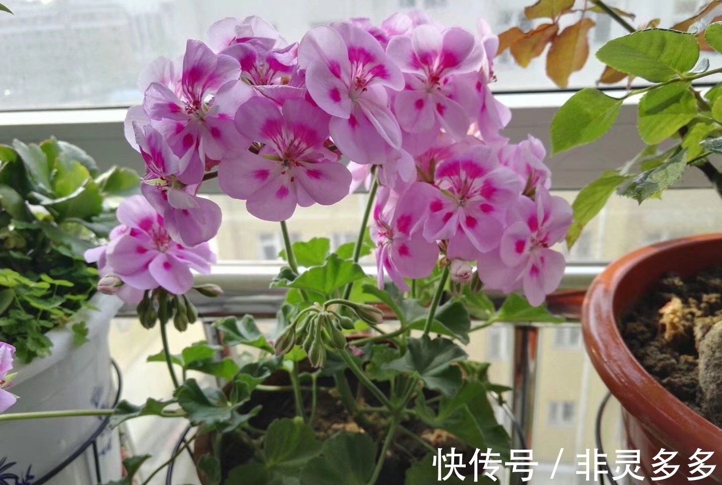 被低估的“三种花”，叶片自带香气，家里摆一盆，家人更健康