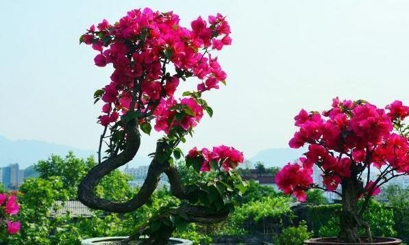 茉莉花、三角梅不开花,施肥光照浇水“齐上场”,花苞全都窜出来