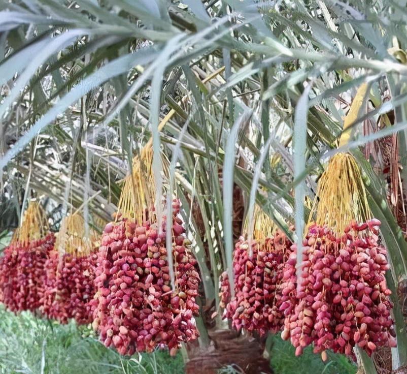 盆栽枣树多年，今年终于来一个大惊喜，邻居都围观凑热闹