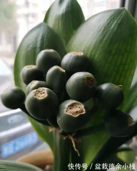 根系|君子兰花后也要做月子，不然可能再也开不了花