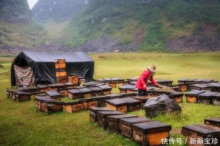 中年|可可托海的牧羊人,被爱的养蜂女为何选择离去,看哭无数姑娘