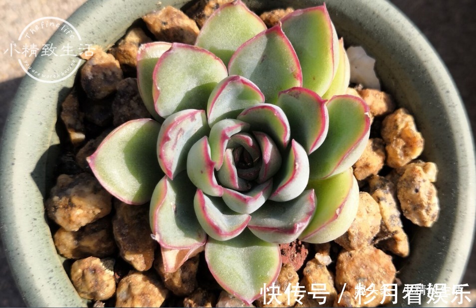 伪常识|3个伪常识，不但对养多肉没帮助，甚至会害死肉肉，不要被误导