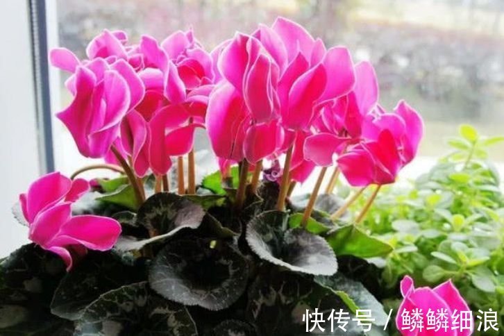 五角星花|4种花美的出奇,一盆几十块,添绿意清空气,格调品味高!