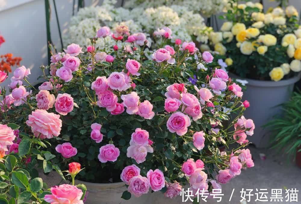 月季花|入秋养月季，首选这5种，耐热耐寒性都不错，关键抗性强，开花美