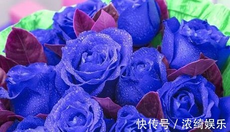 喜欢菊花,不如养盆“高档玫瑰”蓝色妖姬,花中新贵,妖艳迷人!