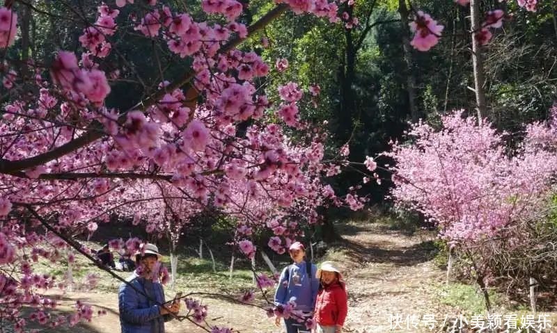 一条街|春城春意浓，西山区赏花正当时