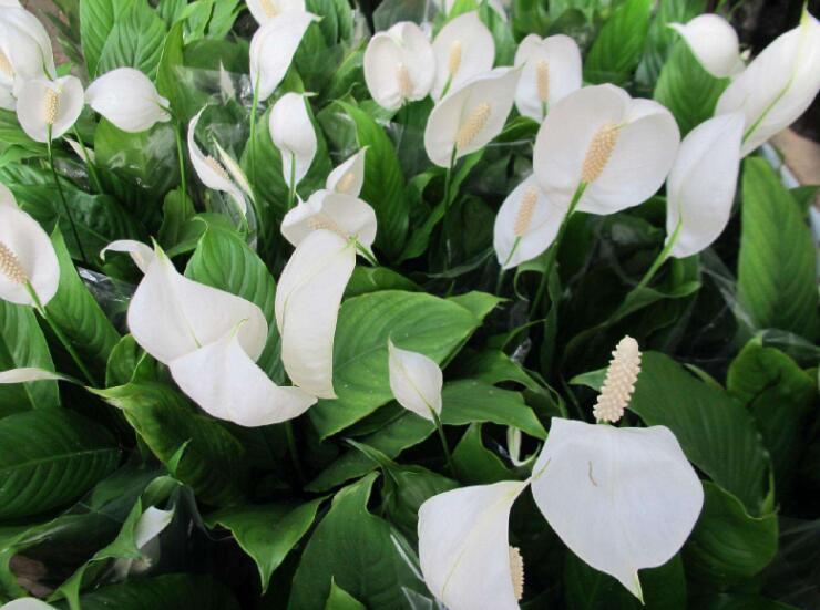 “4种花”富贵人家经常养,寓意好,样子美,越养越好运