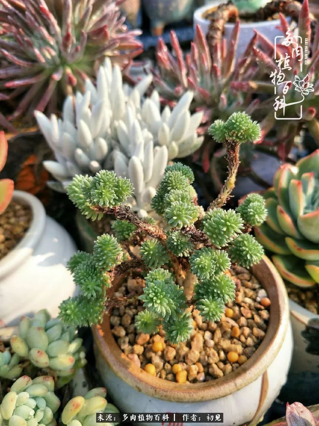 养多肉四周年,从初见到爱恋!幸福一直藏在浅薄的日子里!