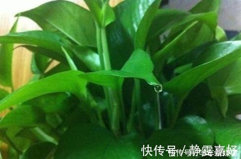花盆|它简直是绿萝“救命稻草”,真心好用,盆里加点起死药,马上复活!