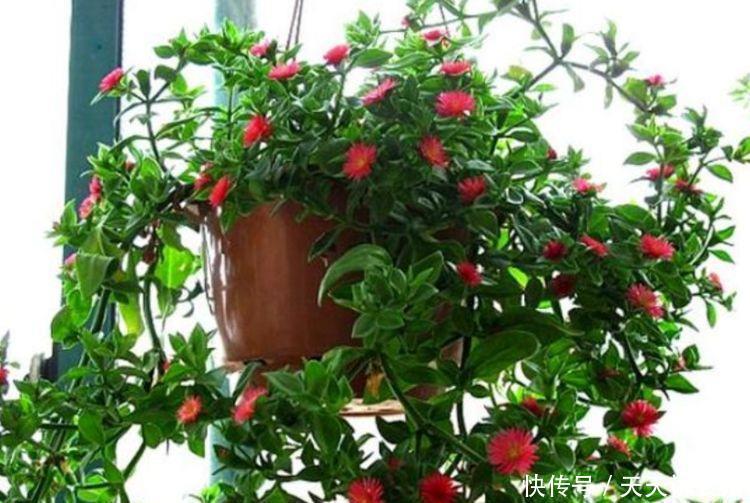 3种花好养、开花量大,四季有花开,花香四溢飘满屋,美