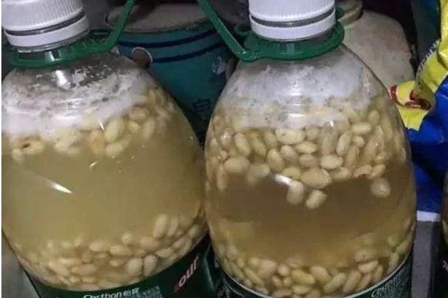 阳台上|黄豆、豆渣养花有“技巧”,这样处理一下,效果比花肥强,很实用