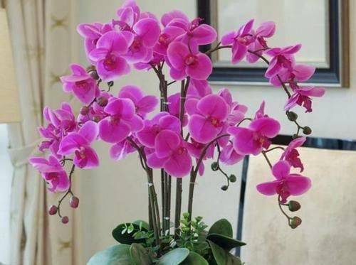 杜鹃花|4种“女王花”,美出新天地,高端大气上档次,谁养谁喜欢