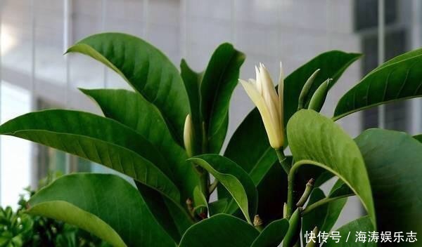 修剪|这花比茉莉还好闻,家里养一盆,花一开就是大半年!