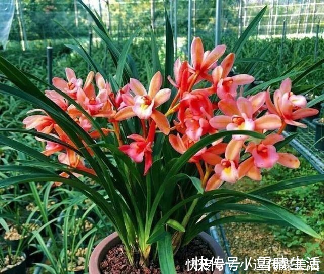 兰中香祖|此兰被誉为“兰中香祖”，一年开花6次，花量巨大，花香浓醇持久