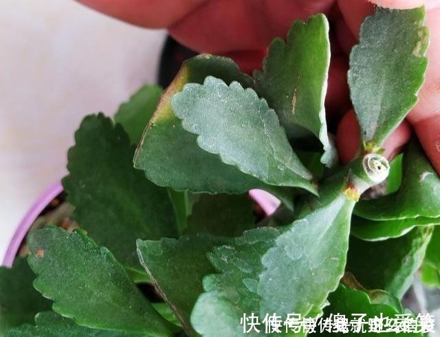 花芽|4种花,要一边长一边掐,越掐枝越多,花量成倍翻,开花密密麻麻!