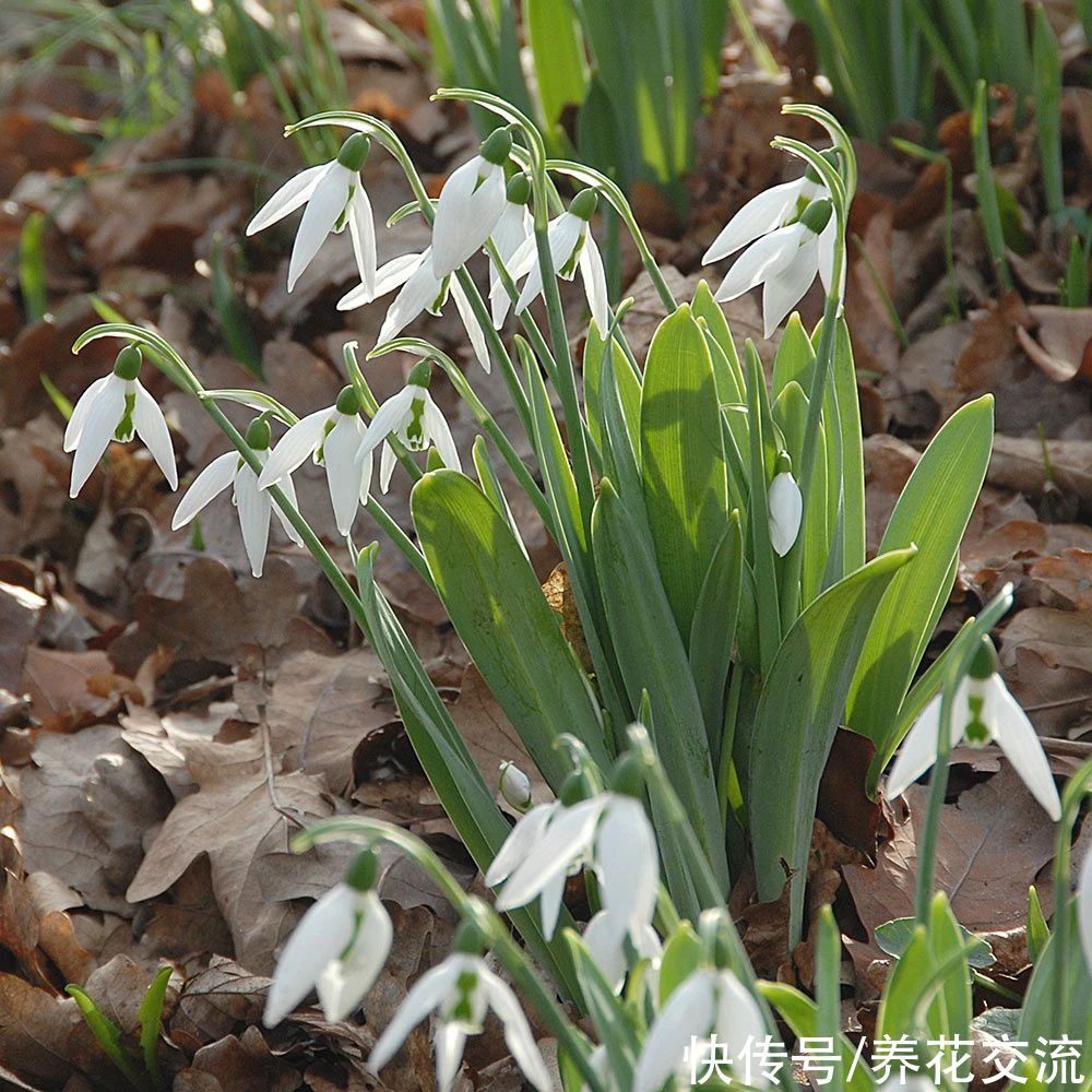 寒冷的冬春时节灿烂开花的8种观赏花卉,可露养在户外,打理简单