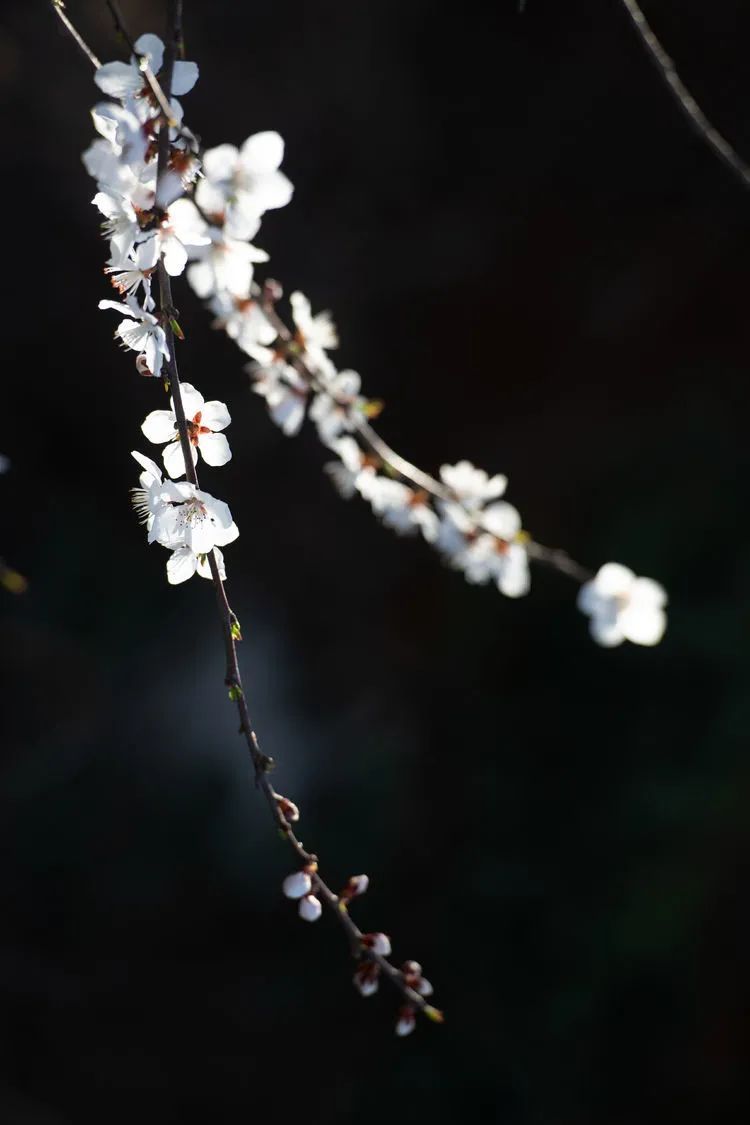 又是一年杏花开，趁着春日烂漫，一起去踏青赏花呀