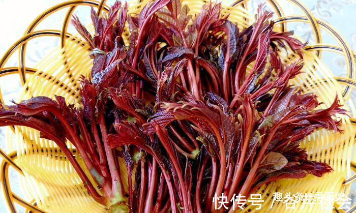 植物蛋白|买香椿,分清“红叶”和“绿叶”,口感差别大,弄懂再买不浪费钱