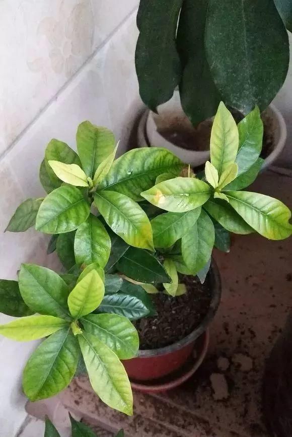 总烂根黄叶,盆里撒一把它,不管多难养,很快能冒芽冒花!