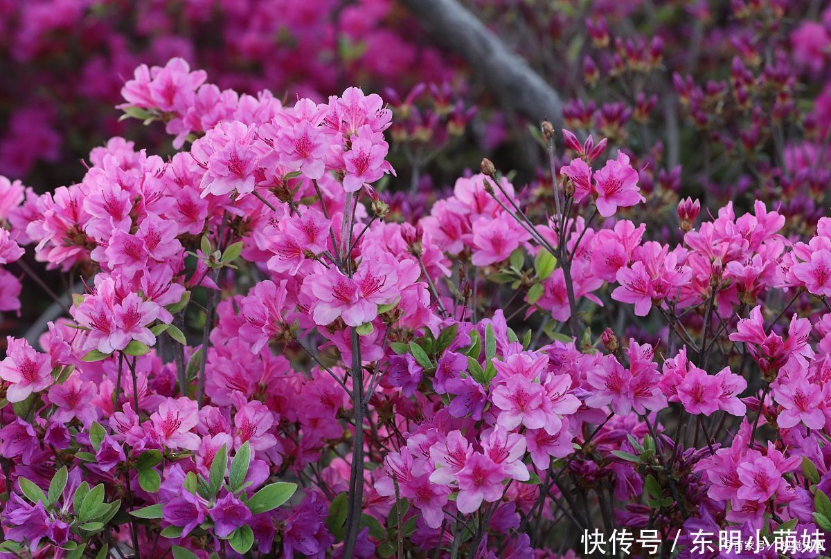 想养好杜鹃、茶花、栀子花，请用两种东西来调节，咋养咋好