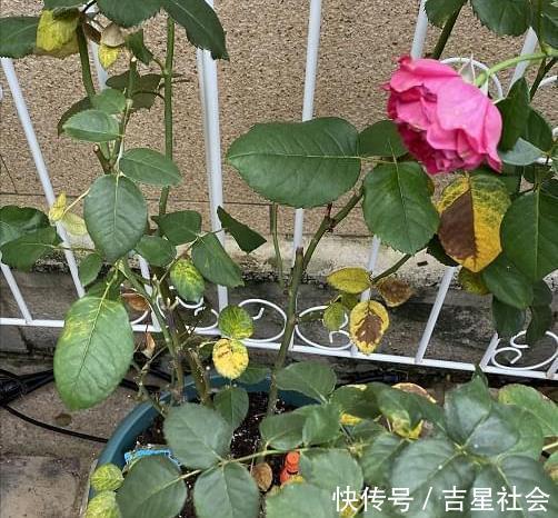 叶斑病|养花必备的杀菌剂，到底怎么用？多菌灵只是“初级”，黄叶不管用