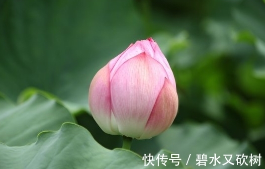 疾厄宫|进入10月，喜事不断，4属相桃花朵朵，爱情美满，生活幸福