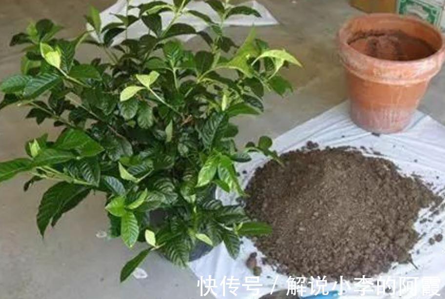 养栀子花缺了这三样,黄叶掉花苞,及时改善,叶绿根壮花满枝头