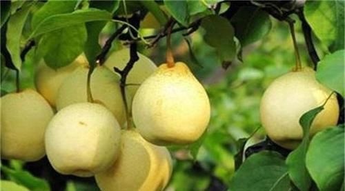 女性不想老太快，以下食物经常换，补肾活血，强健血管，长寿无忧