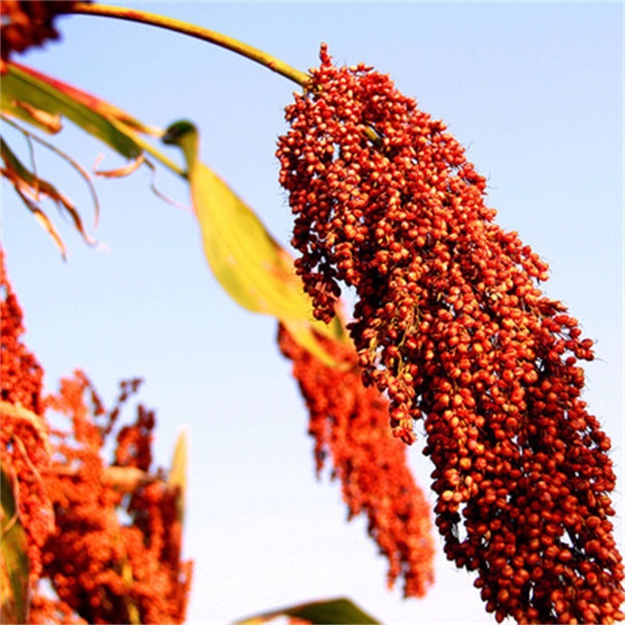 口感|酿酒材料不同,酒类的口感也大不相同