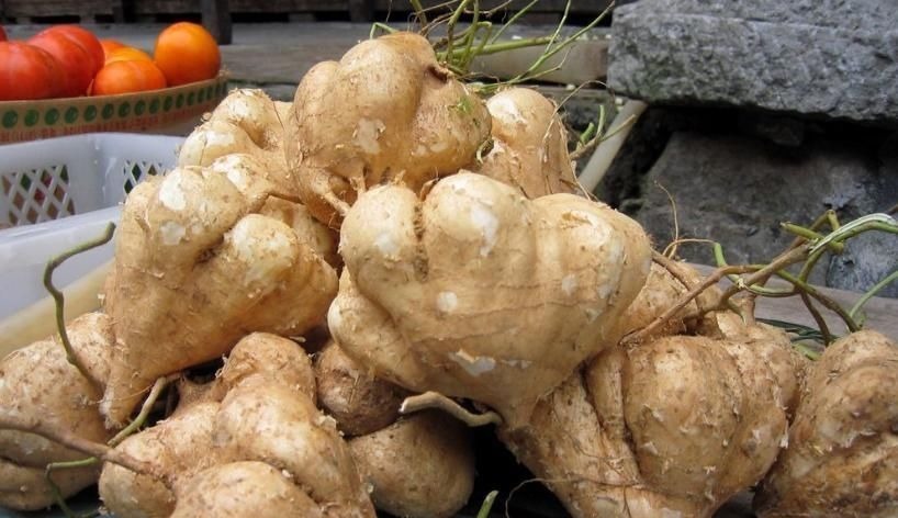 凉薯|农村一波波的“野草”,叶子有毒根部却大如鹅蛋,多吃可降脂降压