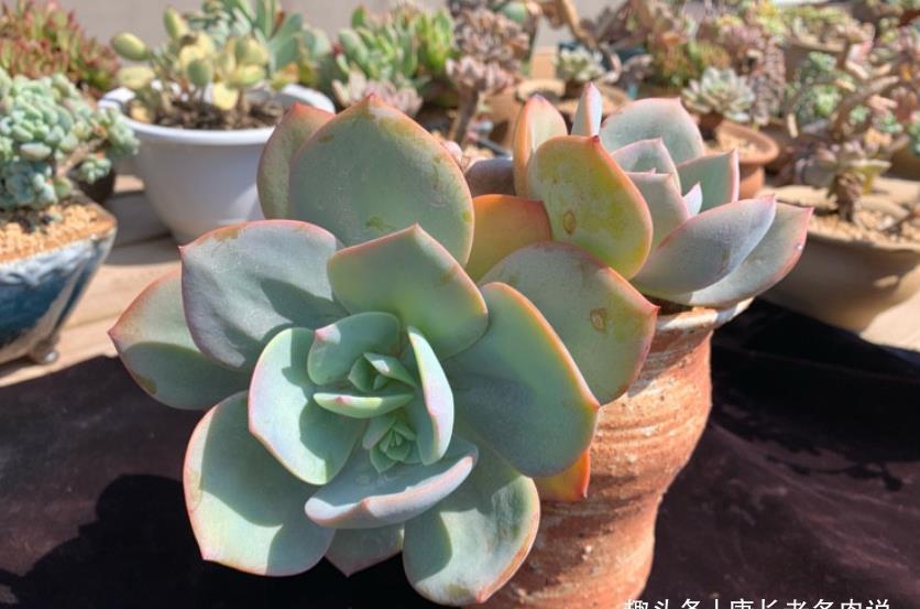 阴天|没有太阳的阴天但温度很高,这种情况需要给多肉拉遮阳网防晒吗?