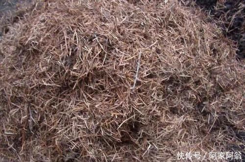 花卉|花盆里垫点这东西,营养土都不用买,养花全年不烂根