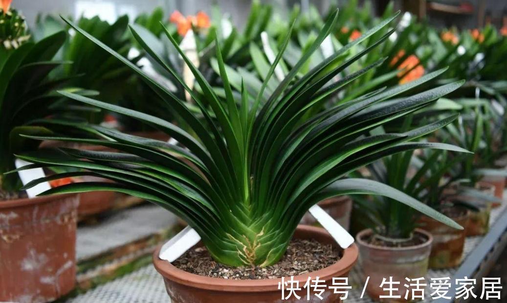 万能土|家庭养花，营养土不用买，自制花土，松软、肥沃，养什么花都旺